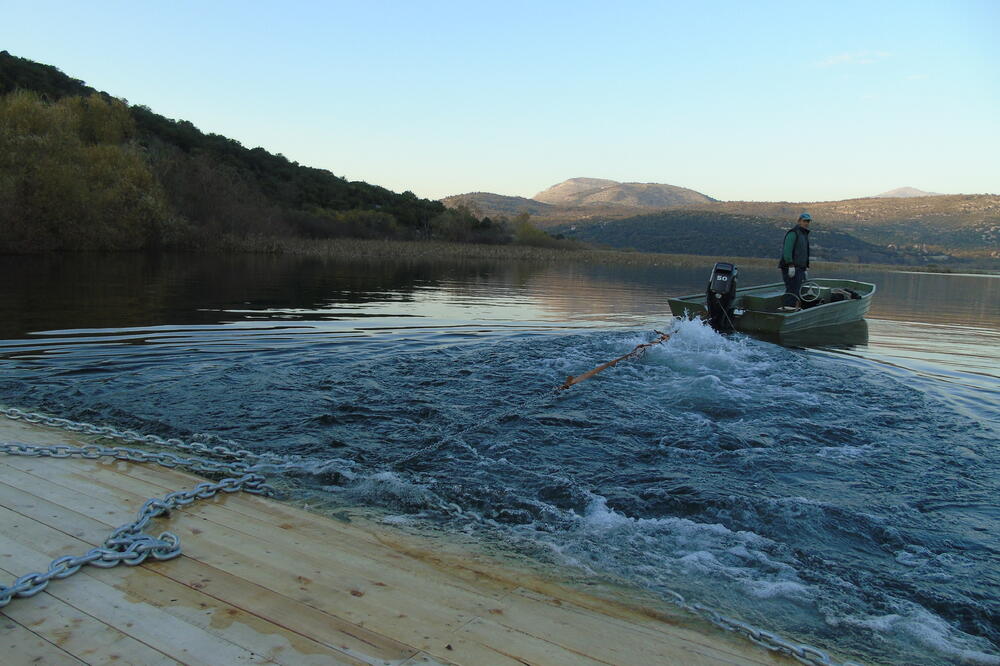 Gniježđenje pelikana Skadarsko jezero, Foto: Nacionalni parkovi Crne Gore