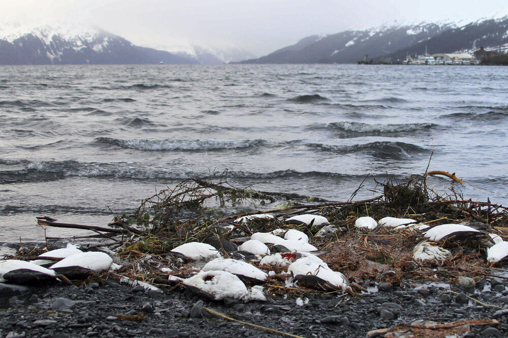 Uginule ptice, Pacifik, Foto: Beta-AP