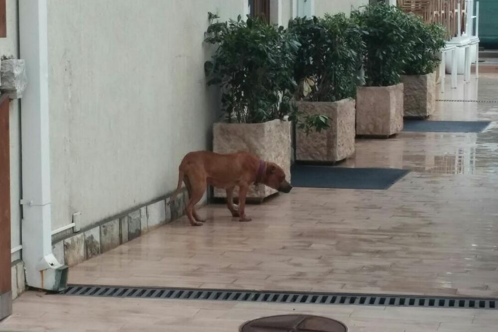 pas napad Tivat, Foto: Siniša Luković