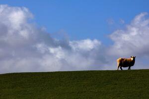 Zašto milijarderi bježe na Novi Zeland i šta ih tamo čeka