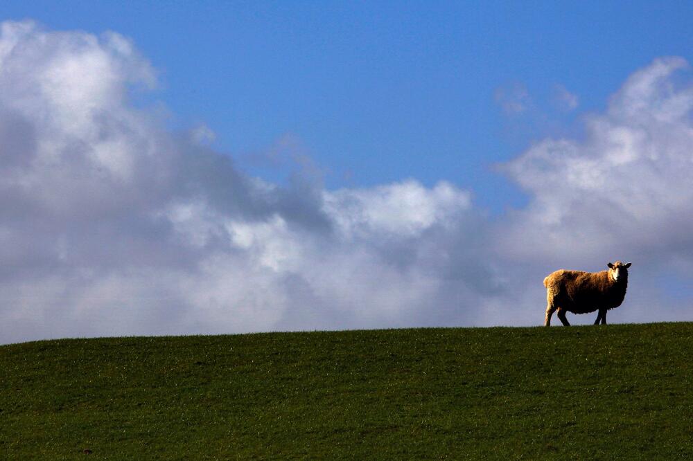 Novi Zeland, Foto: Reuters