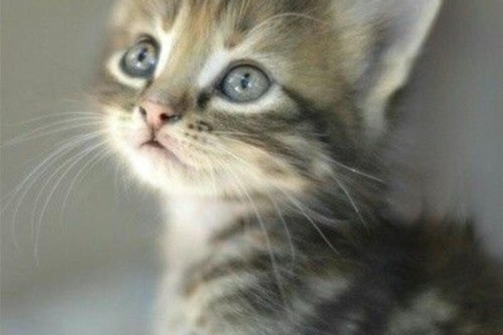 mače, mačka, Foto: Pinterest