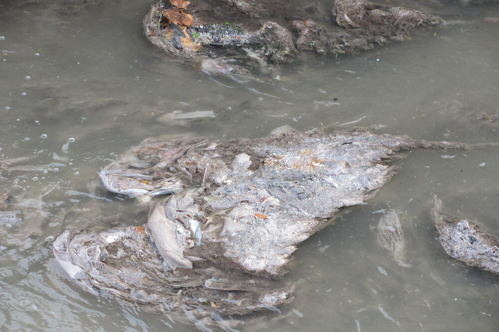 Breznica, Foto: Goran Malidžan