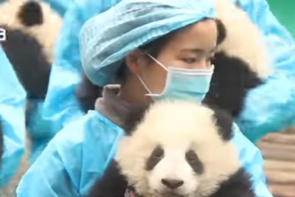 Pande, Foto: Youtube screenshot