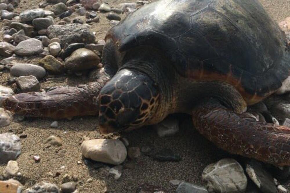 kornjača Bar, Foto: Đorđije Lekić