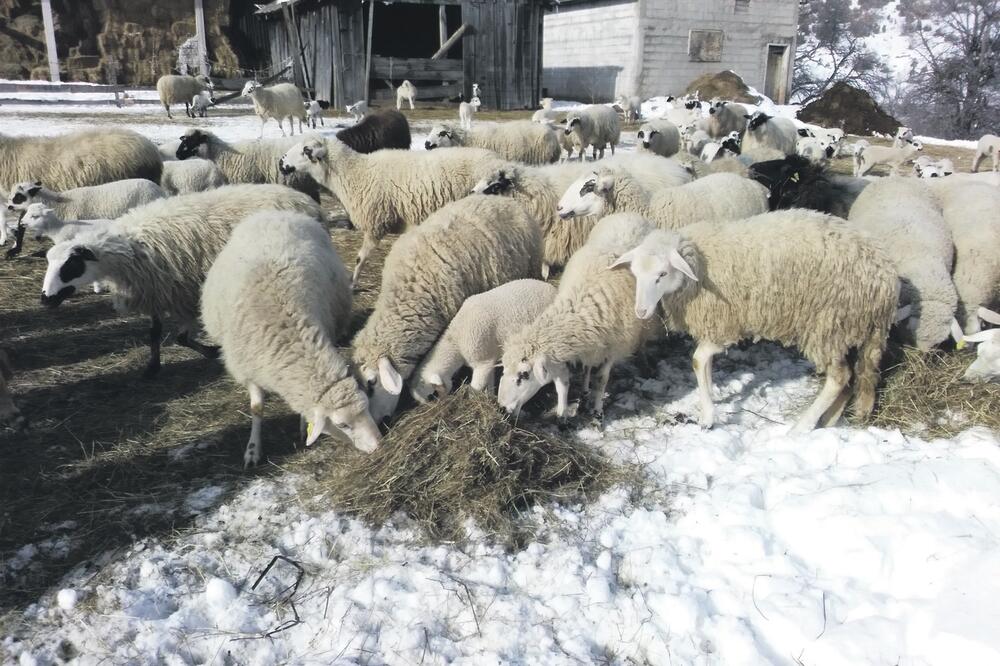 ovce, Foto: IPER