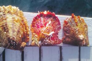 Čekaju se biseri iz školjki u Orahovcu