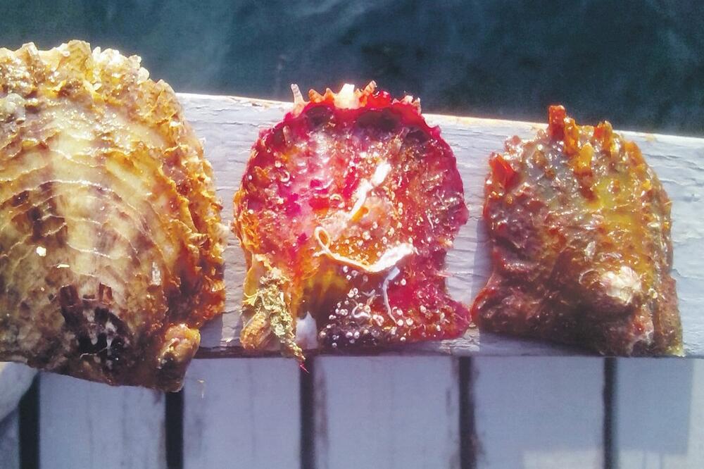 školjke Orahovac, Foto: Školjke boke