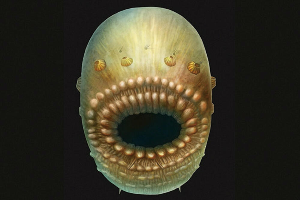 Saccorhytus coronarius, Foto: Reuters