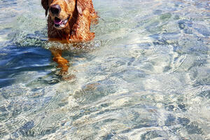 Kako naučiti psa da se ne boji vode?