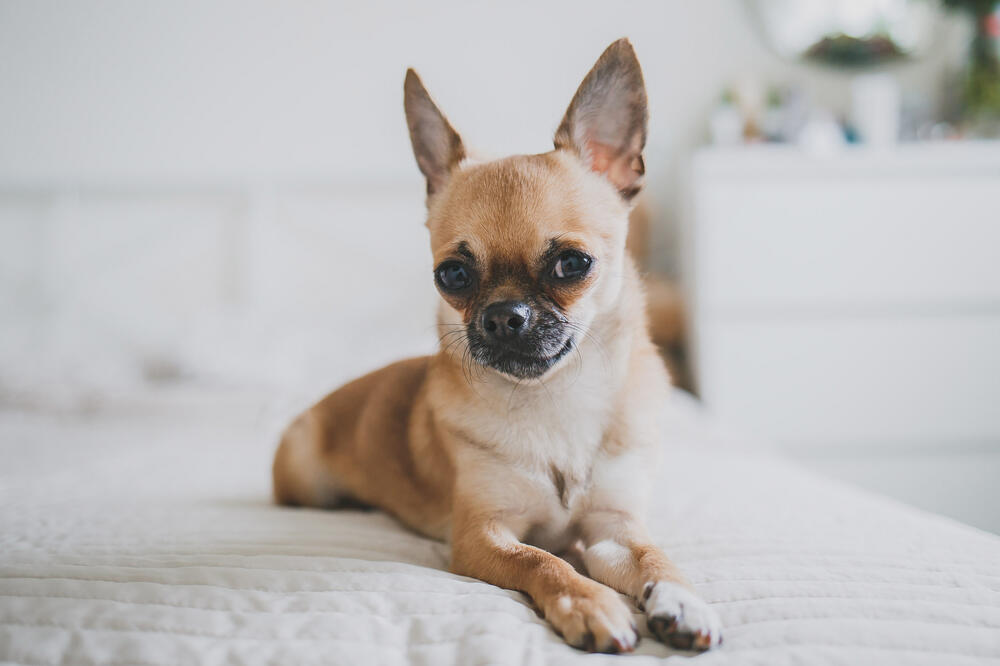 Čivava, Foto: Shutterstock