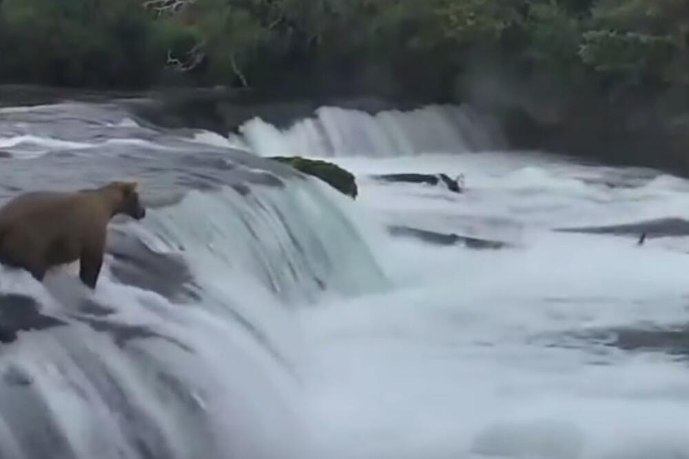 medvjed, mladunci, Foto: Screenshot (YouTube)