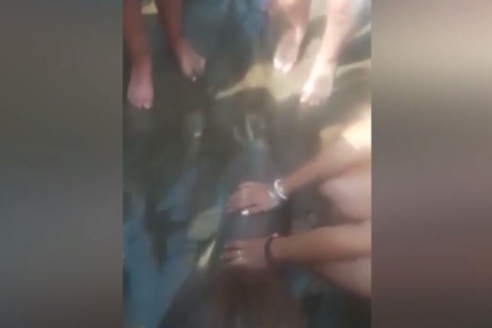 delfin, plaža, Foto: Screenshot