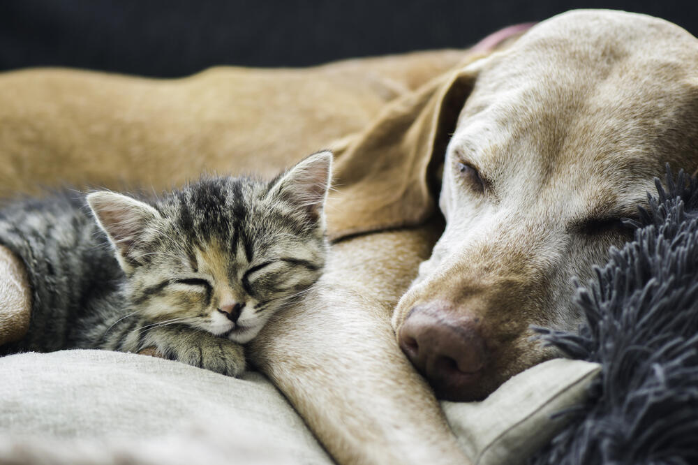 pas i mačka, Foto: Shutterstock