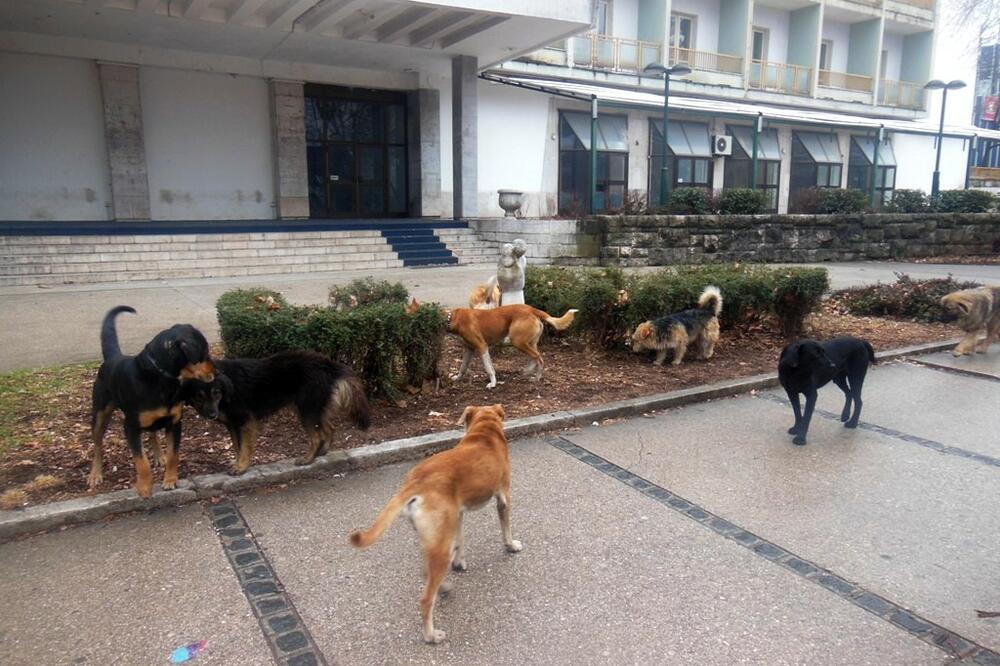 psi nikšić, Foto: Svetlana Mandić