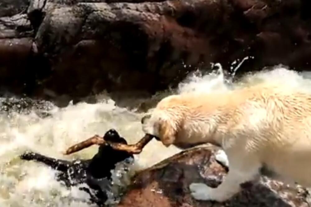 pas spasava drugog psa, Foto: Youtube screenshot