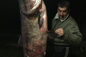 Ribolovac na Skadarskom jezeru ulovio tolstolobika teškog više od...