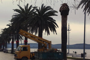 Borba protiv palminog surlaša u Tivtu: Stablo isječeno do zdravog...