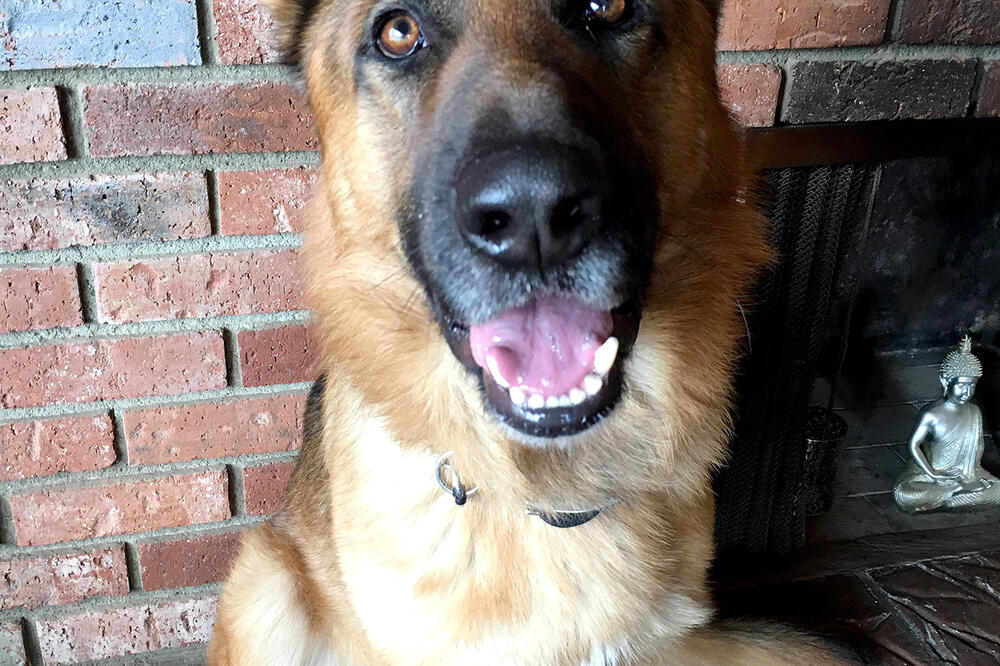 Herkules njemački ovčar, Foto: Privatna arhiva