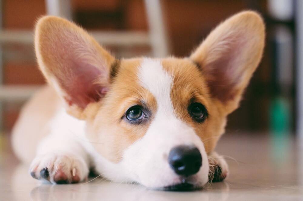 Velški korgi, Foto: Shutterstock