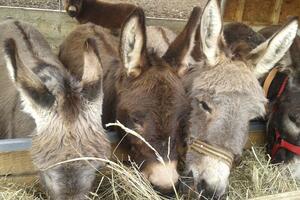 Boje jutra: Od pletenja do priče o farmi magaraca