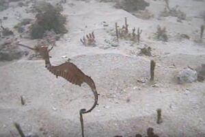 Otkrivena nova vrsta životinje – morski zmaj