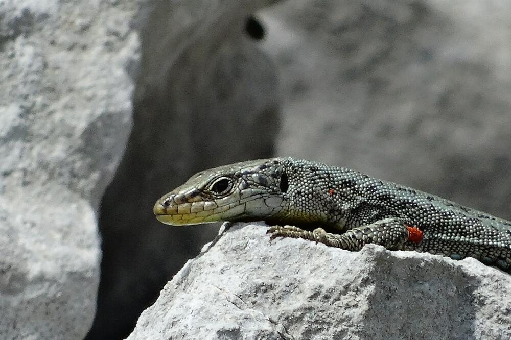 Prokletijski gušter, Foto: Crnogorsko društvo ekologa