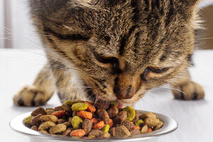 Hranite mačku pet puta dnevno kako bi ostala zdrava