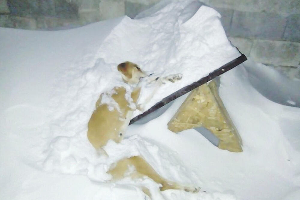 pas Kolašin, Foto: Privatna arhiva