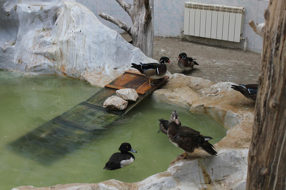 zoo vrt, patke, Foto: Shutterstock