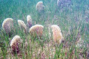 Najveća mediteranska školjka se vratila u Boku