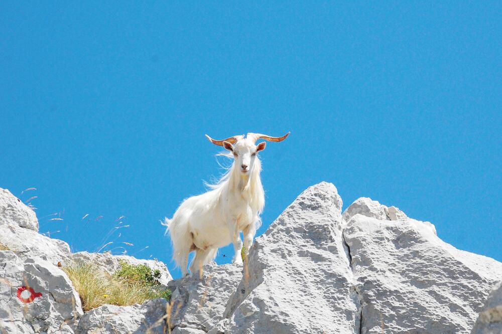 Jarac, Foto: Branislav Marković, Željko Starčević