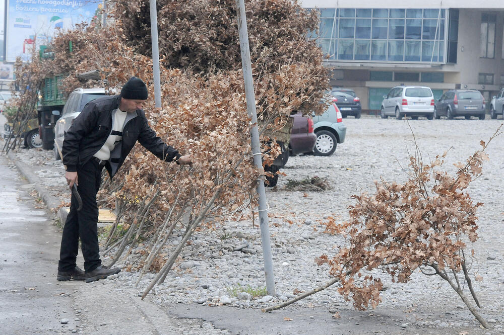 badnjaci, Foto: Luka Zeković