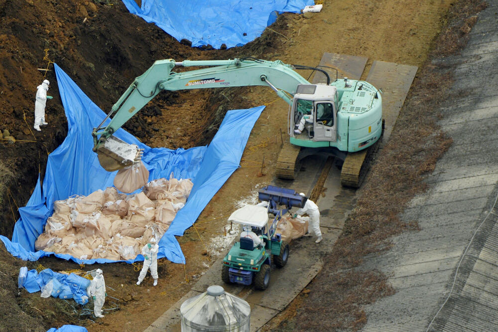 ptičji grip, patke, Foto: Reuters