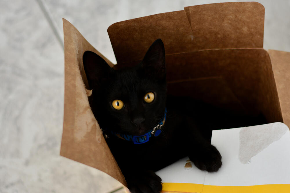 kutija, mačka, Foto: Shutterstock