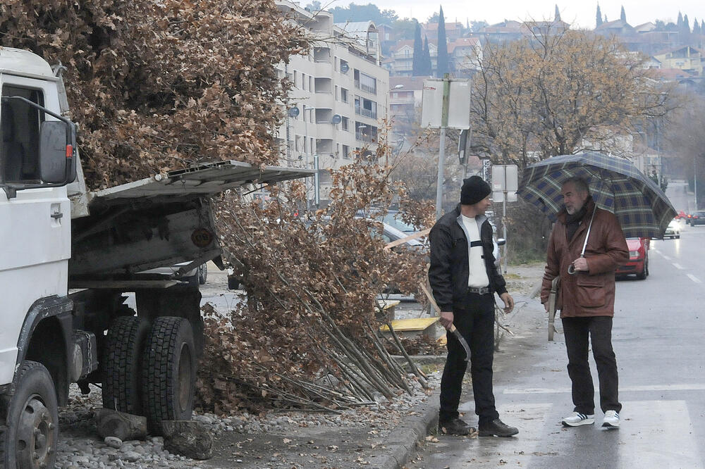 badnjaci, Foto: Luka Zeković