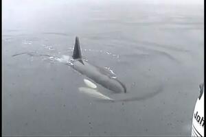 Centar za praćenje kitova: Uginula najstarija ženka kita-ubice