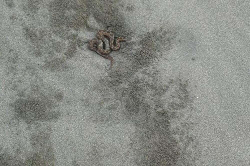 poskok, Ada Bojana, Foto: Čitalac reporter