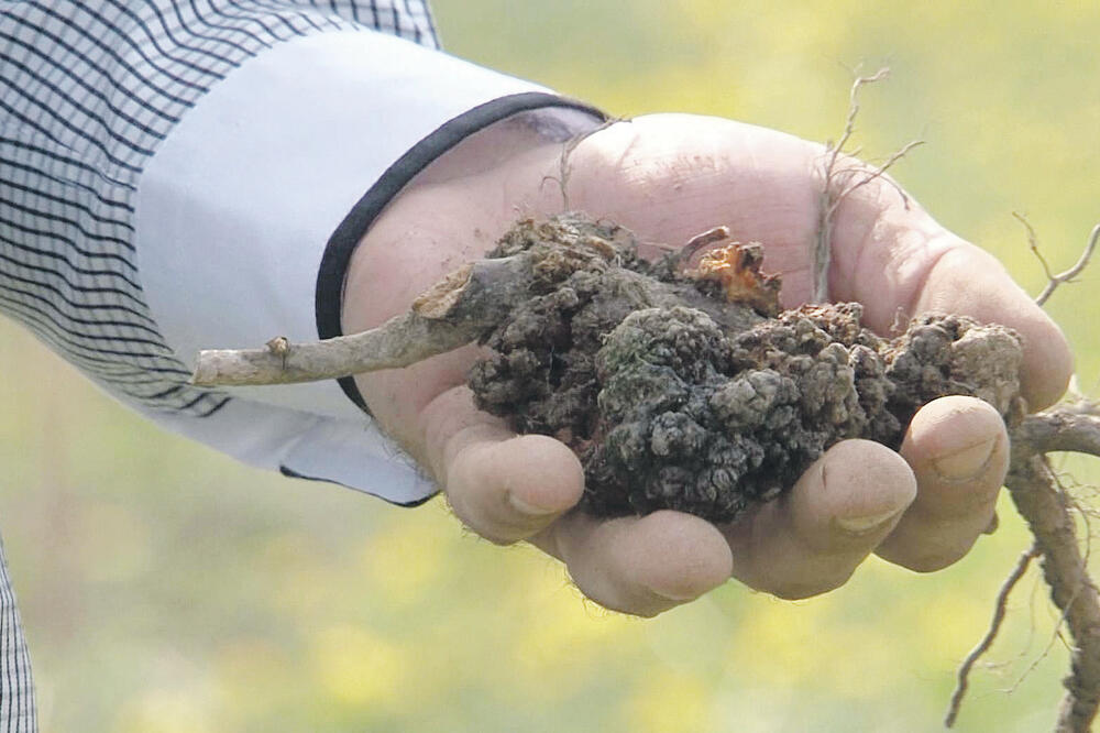 Maline, Foto: YouTube