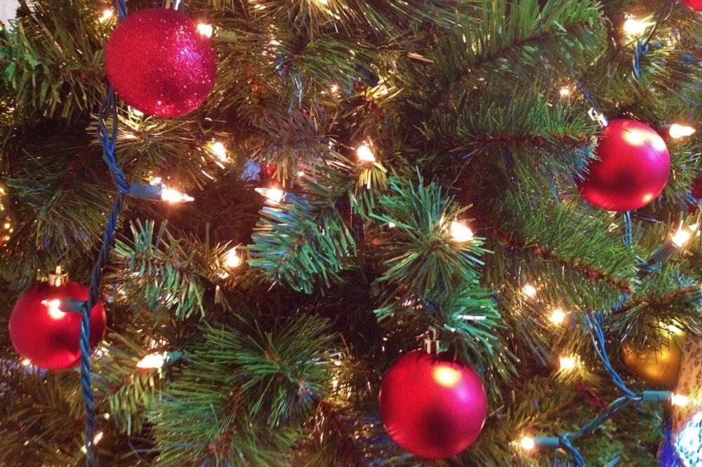 jelka, Foto: Shutterstock.com