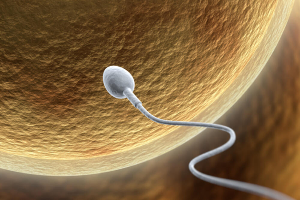spermatozoid, jajna ćelija, oplodnja, Foto: Shutterstock.com