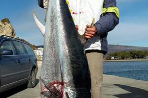 Ulcinjski ribolovac ulovio tunu od 98 kilograma