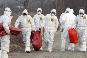 Južna Koreja suočena s epidemijom ptičjeg gripa
