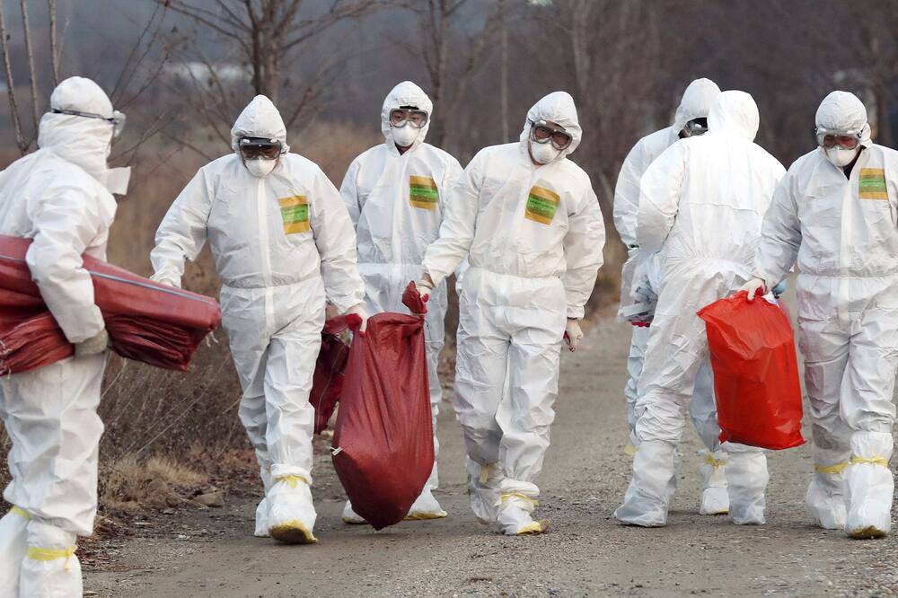 Južna Koreja ptičiji grip, Foto: Beta/AP
