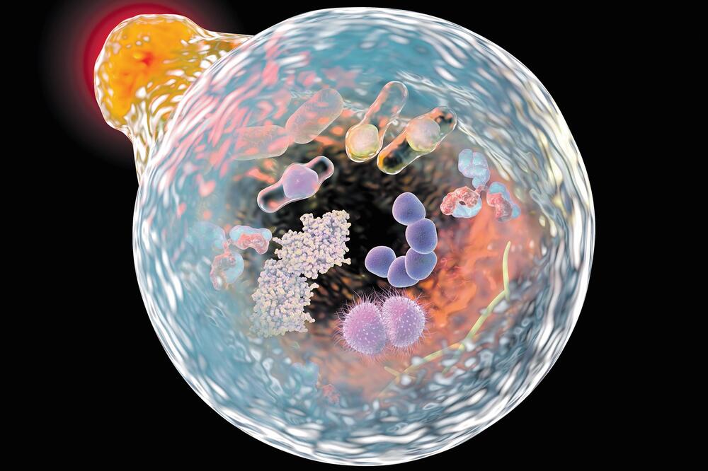 mikrobi, Foto: Shutterstock.com