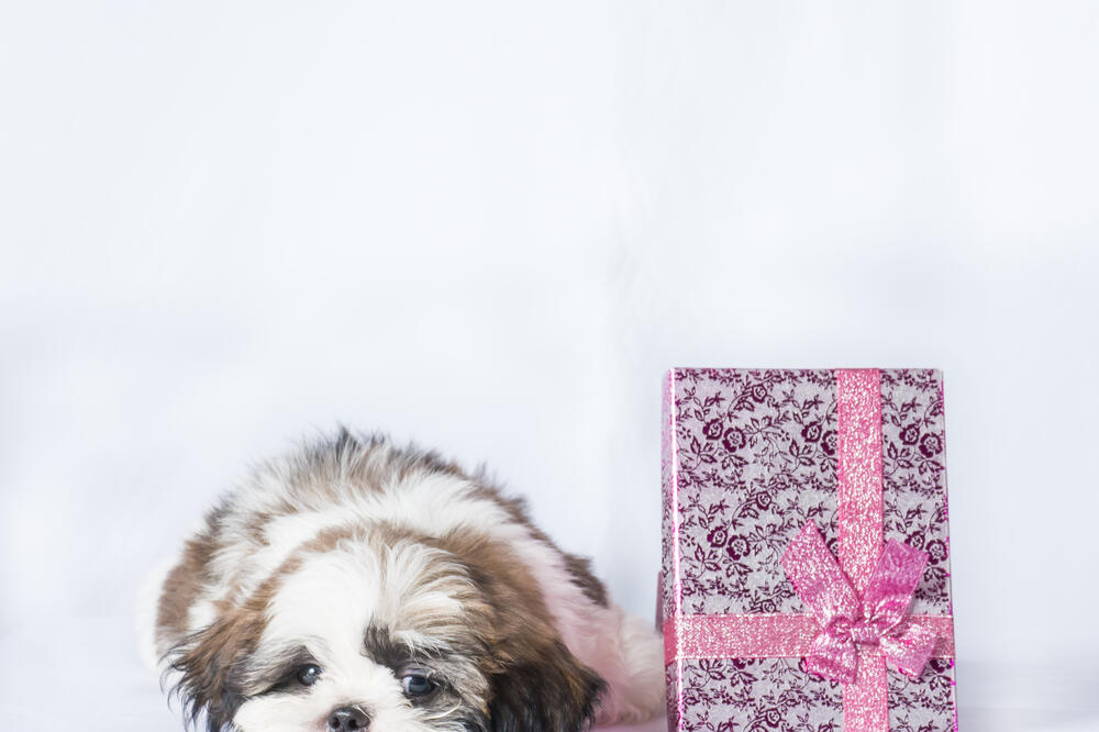 pas, Foto: Shutterstock