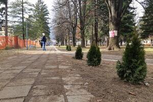 Berane: Uništen veliki broj stabala tuje preko puta zgrade opštine