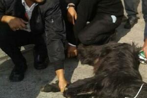 Pakistanska aviokompanija žrtvovala kozu za bezbjednost putnika