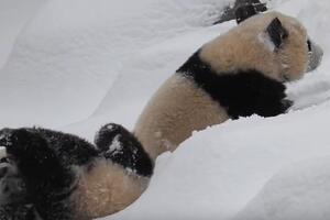 Pogledajte kako mladunčad pande uživaju u prvom snijegu