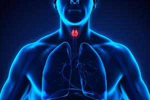 Štitna žlijezda: Ovo su najčešći simptomi